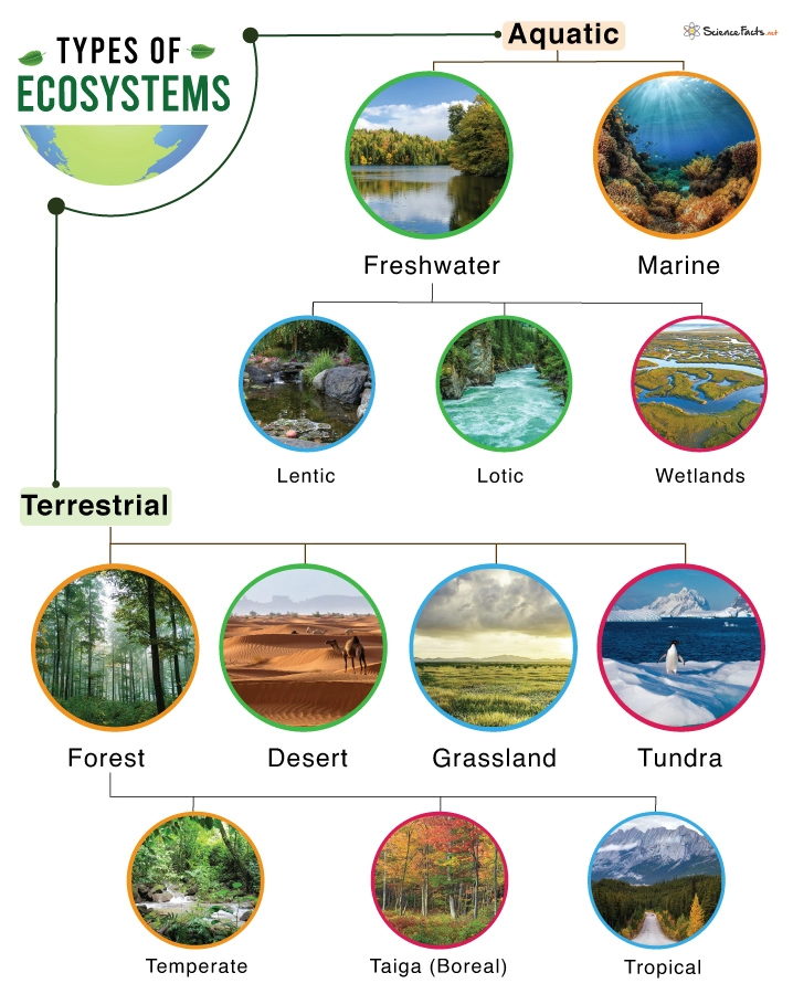 Types Of Natural Ecosystems